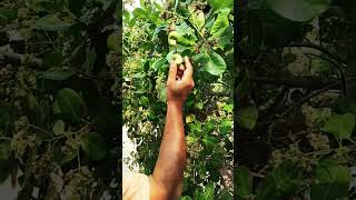 Kaju (Cashew Nut Plants)