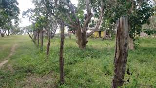 24 Acre Prime farm Mtwapa