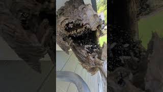 Hornet Nest