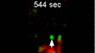 Cellulose synthase interacting with a trail left by another cellulose synthase