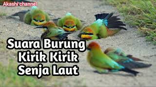 Suara Burung Kirik kirik senja Laut Cocok untuk Pikat