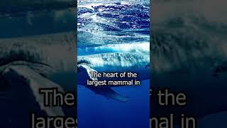 HAVE YOU HEARD THE HEART OF A BLUE WHALE...