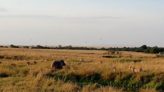 Hippo surrounded by a massive lion pride