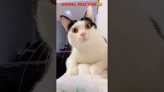 FUNNY CATS #shorts #reaction #funny #cats #viralshorts #kitty