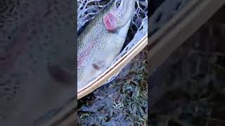 Monster PNW mountain rainbow #SHORTS #FISHING #RAINBOWTROUTFISHING #TROUT #PNWFISHING