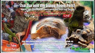 Zsa Zsa and the Living Room Pets LIVE at HappyBasins by Amy Benzi!