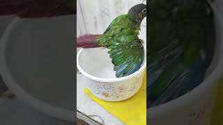 Funny bird #shorts #shortsindia #funnypets #funnybirds #birdslover #conure #nahana #parrot #reel