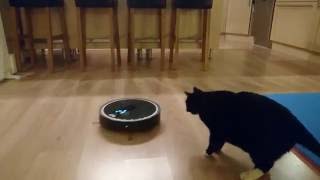 Robot vacuum cleaner vs cat