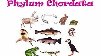 Introduction to Phylum Chordata | Animal kingdom | Class XI I Lecture 25