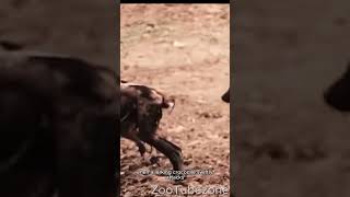 A Crocodile Attacks a pack of Hyenas #shorts #crocodile #hyena #hunting #wildlife #tragedy #animals