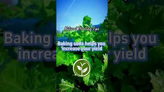 Baking soda helps you increase your yield #plants #garden #shortvideo #youtubeshorts #howto #farming