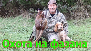 Три разных выстрела по фазанам. Pheasant hunt