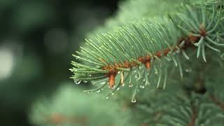 Fir branch with rain | FREE DOWNLOAD #NoCopyright 4k #StockFootage