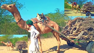 Camel Power Group Camels  Pull Cart Camel Wood Loading Weightlifting  قوة الجمل #tharigeet