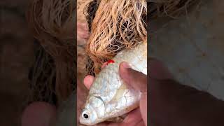 Fisherman Cast Net Fishing Real Life Amazing Fishing At Countryside.(Episode 196)