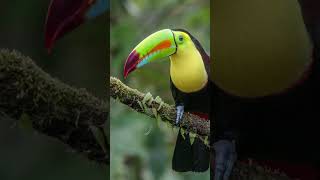 TUCANO DE BICO QUILHA #shorts #curiosidades #animals #shortsyoutube #shortsyoutube #animais #short