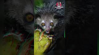 Animales que parecen de otro PLANETA PT 2 #shorts #viral