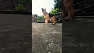 powerful dog German shepherd #viral #trending #shorts