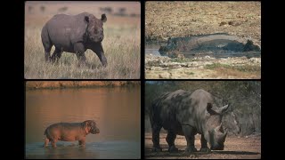 112063 Rhinos and Hippos SSTV PD120