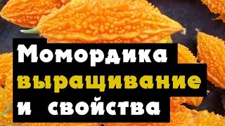 Момордика выращивание (момордика от сахарного диабета)