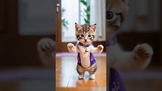 Funny cat dance #aicat #catvideos