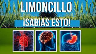 El Poder Curativo del LIMONCILLO: Propiedades Medicinales y Usos 🌿