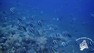 Schooling Bannerfish @AMED BUDDHA DIVING