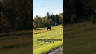 A Majestic looking Moose runs away and comes back again to say hello #animal #canada #wildlife