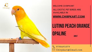 LUTINO PEACH ORANGE OPALINE || AFRICAN LOVE BIRDS || LOVE BIRDS || ADULT || CHIRPKART || CBE