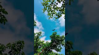 উড়ে যায় #ময়মনসিংহ #mymensingh #nature #love #birds #trees #green