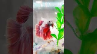 Beautiful betta fish ❤️❤️❤️