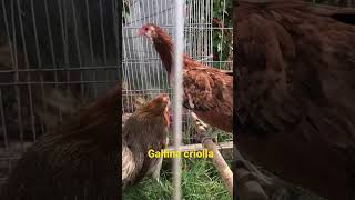 Gallina criolla con algunas características de ameraucana #gallinablanca #chicken #granja #animal