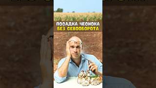 Посадка ЧЕСНОКА БЕЗ СЕВООБОРОТА. Сажаем чеснок осенью