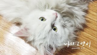 나의 고양이 - My Cat