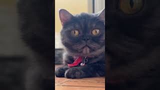 #liza #cover #kesfet #keşfet #cat #kedi #music #pişik #кошка