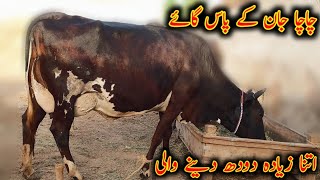 chacha jaan ke pass Gaye itna jyada dudh Dene wali|hf cow|top biggest milking cow