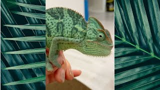 💙Chameleon TANTRUM at Owner /cute animals throwing tantrums #shorts