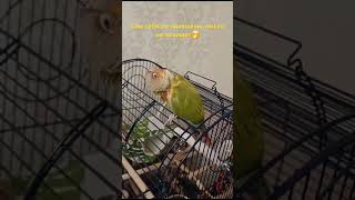 Забавный попугай пиррура🤭 #birds #parrot #pets #funny #memes #попугай #shorts #animals