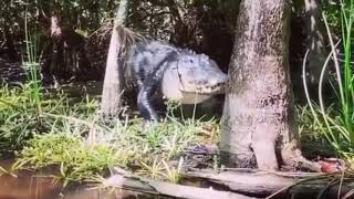 HUGE CROCODILES EATING A ZEBRA ALIVE