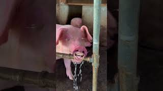 funny pigs🐷🐷 #funny #crazypig #funnyanimal #funnypigs #ytviral #funnyfarmanimals #memes