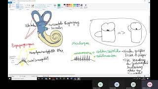 Physiologie: Ohr 3 – Vestibularorgan