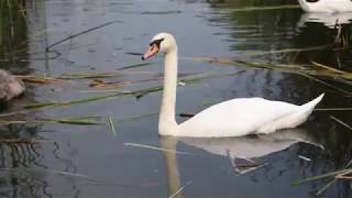 Лебединое озеро. Ужгород, 05.08.2018