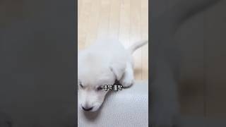 콩떡이는 강쥐🐶 | #강아지 #아기 #래브라도 #리트리버 #알고리즘 #추천추천추천