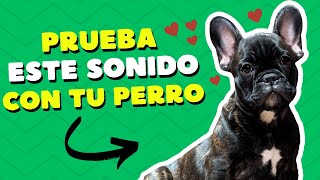 ✨ 5 Sonidos que Hacen que tu Perro Mueva la Cabeza ¡No Te Lo Vas a Creer! 😲🎶