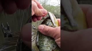 Bream tries to eat a live shiner bait