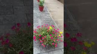 Portulaca Plant#Pathumani chedi#🥰