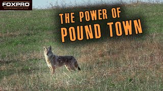 Taking Coyotes to Pound Town