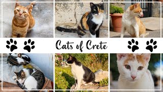 Cats of Crete 🇬🇷 🐈 🐈‍⬛