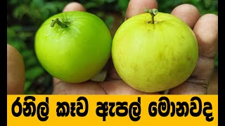 රනිල් කෑව ඇපල් මොනවද  | ඇපල් මසන්