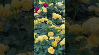 Rose flower garden @ short @ mithi cooking channel!